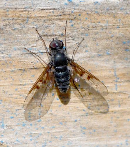 Réf. 241 294 : Anthrax trifasciatus